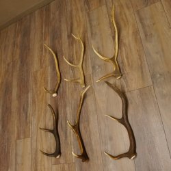 6 Stück kleine Hirschstangen Hirsch Stange Stangen Länge max. 50 cm 71.3.44