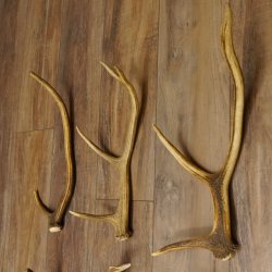 6 Stück kleine Hirschstangen Hirsch Stange Stangen Länge max. 50 cm 71.3.44