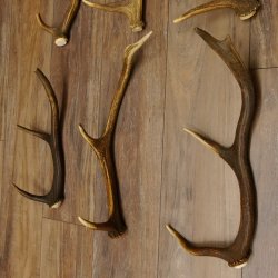 6 Stück kleine Hirschstangen Hirsch Stange Stangen Länge max. 50 cm 71.3.44