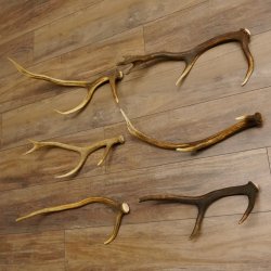 6 Stück kleine Hirschstangen Hirsch Stange Stangen Länge max. 50 cm 71.3.44