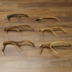 6 Stück kleine Hirschstangen Hirsch Stange Stangen Länge max. 50 cm 71.3.44