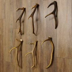 6 Stück kleine Hirschstangen Hirsch Stange Stangen Länge max. 50 cm 71.3.44