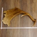 Damhirschstange kapitale abgesägte Stange Länge 62 cm Hirsch Damhirsch Geweih 73.1.192