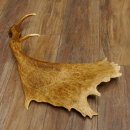 Damhirschstange kapitale abgesägte Stange Länge 62 cm Hirsch Damhirsch Geweih 73.1.192