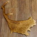 Damhirschstange kapitale abgesägte Stange Länge 62 cm Hirsch Damhirsch Geweih 73.1.192