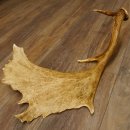 Damhirschstange kapitale abgesägte Stange Länge 62 cm Hirsch Damhirsch Geweih 73.1.192