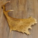 Damhirschstange kapitale abgesägte Stange Länge 62 cm Hirsch Damhirsch Geweih 73.1.192
