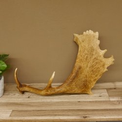 Damhirschstange kapitale abgesägte Stange Länge 62 cm Hirsch Damhirsch Geweih 73.1.192