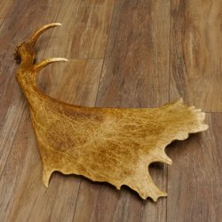 Damhirschstange kapitale abgesägte Stange Länge 62 cm Hirsch Damhirsch Geweih 73.1.192