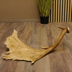 Damhirschstange kapitale abgesägte Stange Länge 62 cm Hirsch Damhirsch Geweih 73.1.192