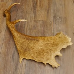 Damhirschstange kapitale abgesägte Stange Länge 62 cm Hirsch Damhirsch Geweih 73.1.192