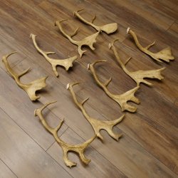 9 x Damhirsch Stangen Damhirschstangen abgesägt Gewicht 3,29 kg Dam Hirsch Konvolut
