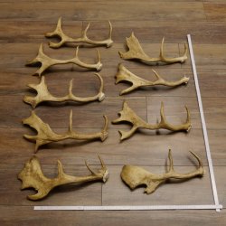 9 x Damhirsch Stangen Damhirschstangen abgesägt Gewicht 3,29 kg Dam Hirsch Konvolut