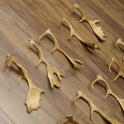 10 x Damhirsch Stangen Damhirschstangen abgesägt Gewicht 4,18 kg Dam Hirsch Konvolut