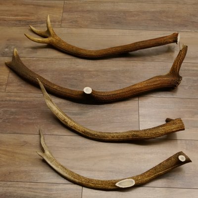 4 x Rothirschstange Hirschstangen Hirsch Stange Abwurfstangen für Bastler 71.3.46
