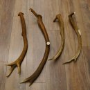 4 x Rothirschstange Hirschstangen Hirsch Stange Abwurfstangen für Bastler 71.3.46