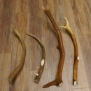 4 x Rothirschstange Hirschstangen Hirsch Stange Abwurfstangen für Bastler 71.3.46