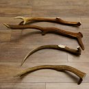 4 x Rothirschstange Hirschstangen Hirsch Stange Abwurfstangen für Bastler 71.3.46