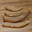 4 x Rothirschstange Hirschstangen Hirsch Stange Abwurfstangen für Bastler 71.3.46
