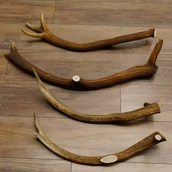 4 x Rothirschstange Hirschstangen Hirsch Stange Abwurfstangen für Bastler 71.3.46