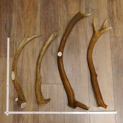 4 x Rothirschstange Hirschstangen Hirsch Stange Abwurfstangen für Bastler 71.3.46