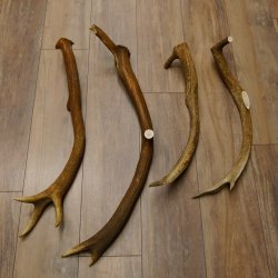 4 x Rothirschstange Hirschstangen Hirsch Stange Abwurfstangen für Bastler 71.3.46