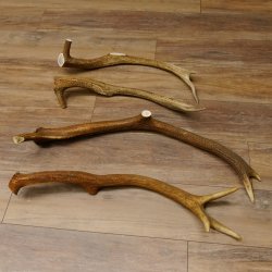 4 x Rothirschstange Hirschstangen Hirsch Stange Abwurfstangen für Bastler 71.3.46