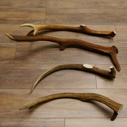 4 x Rothirschstange Hirschstangen Hirsch Stange Abwurfstangen für Bastler 71.3.46