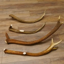 4 x Rothirschstange Hirschstangen Hirsch Stange Abwurfstangen für Bastler 71.3.46
