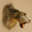 Bärenpavian Kopf Affe Präparat mit offenem Maul...