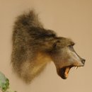 Bärenpavian Kopf Affe Präparat mit offenem Maul mit Herkunftsnachweis