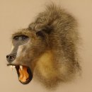 Bärenpavian Kopf Affe Präparat mit offenem Maul mit Herkunftsnachweis