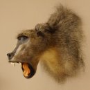 Bärenpavian Kopf Affe Präparat mit offenem Maul mit Herkunftsnachweis