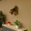Bärenpavian Kopf Affe Präparat mit offenem Maul mit Herkunftsnachweis