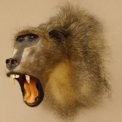 Bärenpavian Kopf Affe Präparat mit offenem Maul mit Herkunftsnachweis
