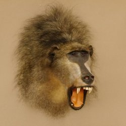 Bärenpavian Kopf Affe Präparat mit offenem Maul mit Herkunftsnachweis
