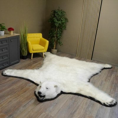 Eisbär Fell Bär Vorleger mit Kopfpräparation Eisbärvorleger XL taxidermy mit Genehmigung zum Verkauf