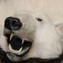 Eisbär Fell Bär Vorleger mit Kopfpräparation Eisbärvorleger XL taxidermy mit Genehmigung zum Verkauf