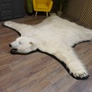 Eisbär Fell Bär Vorleger mit Kopfpräparation Eisbärvorleger XL taxidermy mit Genehmigung zum Verkauf