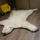 Eisbär Fell Bär Vorleger mit Kopfpräparation Eisbärvorleger XL taxidermy mit Genehmigung zum Verkauf