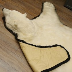 Eisbär Fell Bär Vorleger mit Kopfpräparation Eisbärvorleger XL taxidermy mit Genehmigung zum Verkauf