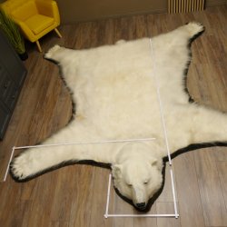 Eisbär Fell Bär Vorleger mit Kopfpräparation Eisbärvorleger XL taxidermy mit Genehmigung zum Verkauf
