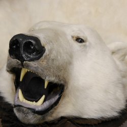 Eisbär Fell Bär Vorleger mit Kopfpräparation Eisbärvorleger XL taxidermy mit Genehmigung zum Verkauf