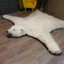 Eisbär Fell Bär Vorleger mit Kopfpräparation Eisbärvorleger XL taxidermy mit Genehmigung zum Verkauf