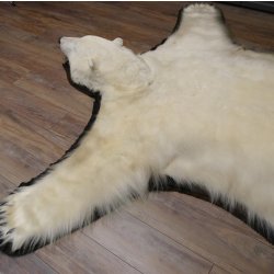Eisbär Fell Bär Vorleger mit Kopfpräparation Eisbärvorleger XL taxidermy mit Genehmigung zum Verkauf