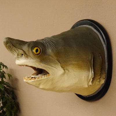 Haikopf Sandtigerhai Kopfpräparat Kopf auf Schild Fisch
