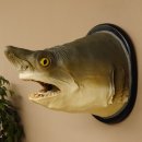 Haikopf Sandtigerhai Kopfpräparat Kopf auf Schild Fisch