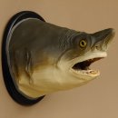 Haikopf Sandtigerhai Kopfpräparat Kopf auf Schild Fisch