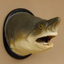 Haikopf Sandtigerhai Kopfpräparat Kopf auf Schild Fisch
