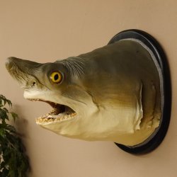 Haikopf Sandtigerhai Kopfpräparat Kopf auf Schild Fisch